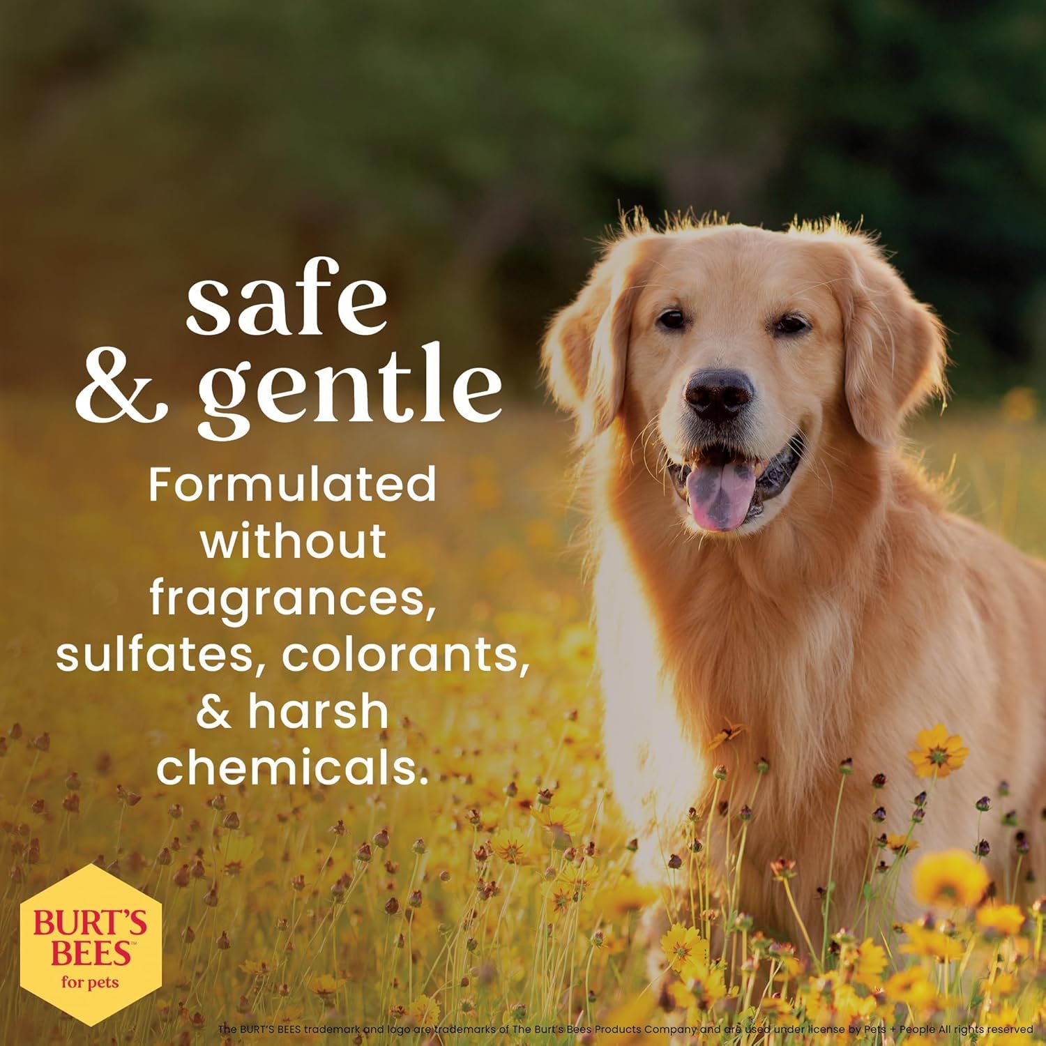 Burt’s Bees for Pets Oatmeal Dog Shampoo with Honey, Soothing Dog Shampoo for Itchy and Sensitive Skin, pH Balanced Formula That Gently Cleans and Moisturizes Dog Coats, 16 Fl Oz - Image 3