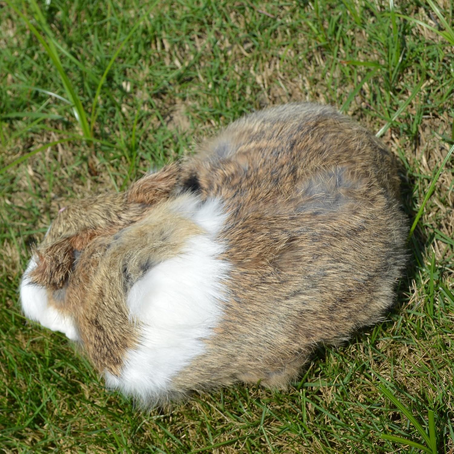 Lifelike Brown and White Sleeping Cat Figurine - Realistic Curled Up Doughnut Pose Fawn Bicolor Kitten Statue, Faux Fur Kitty Home Decor Gift - Image 4