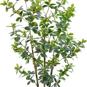 5ft Large Realistic Artificial Black Olive Tree - Lifelike Faux Silk Plant with 3 Trunks in Pot for Indoor Home Office Farmhouse Decor